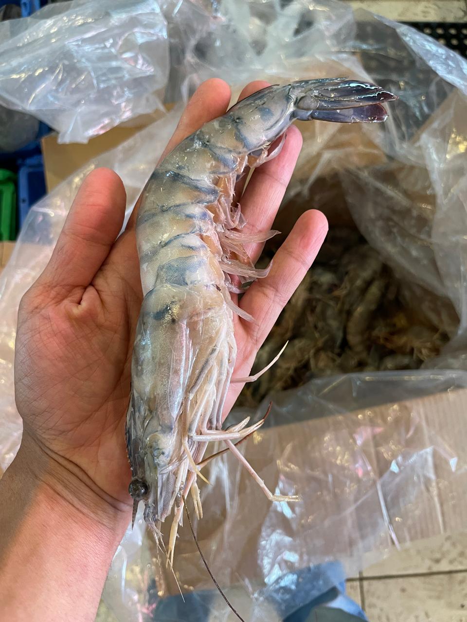 Camarón gigante fresco en mano