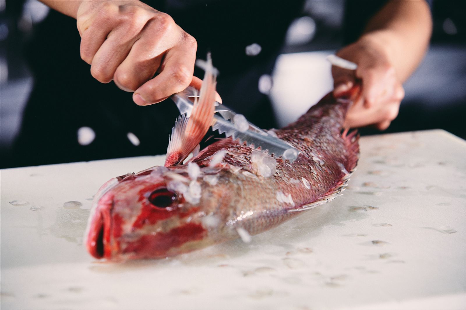 Cocinero descamando un huachinango fresco